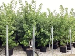 Zilver Esdoorn (Acer Saccharinum) -Tuinplanten Winkel acer saccharinum 1