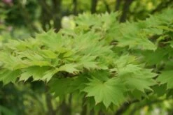 Japanse Esdoorn (Acer Shirasawanum 'Aureum') 15 Japanse Esdoorn (Acer Shirasawanum 'Aureum') -Tuinplanten Winkel acer shirasawanum aureum 1