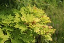 Japanse Esdoorn (Acer Shirasawanum 'Aureum') 17 Japanse Esdoorn (Acer Shirasawanum 'Aureum') -Tuinplanten Winkel acer shirasawanum aureum 3