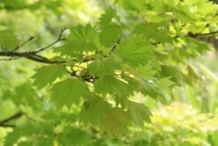 Japanse Esdoorn (Acer Shirasawanum 'Aureum') 16 Japanse Esdoorn (Acer Shirasawanum 'Aureum') -Tuinplanten Winkel acer shirasawanum aureum 4