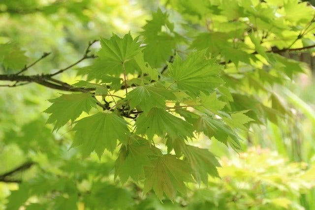 Japanse Esdoorn (Acer Shirasawanum 'Aureum') 7 Japanse Esdoorn (Acer Shirasawanum 'Aureum') - Afbeelding 5