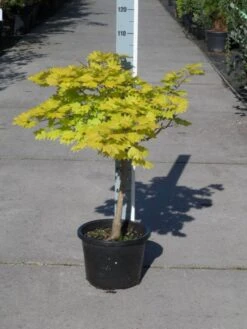 Japanse Esdoorn (Acer Shirasawanum 'Aureum') 21 Japanse Esdoorn (Acer Shirasawanum 'Aureum') -Tuinplanten Winkel acer shirasawanum aureum c12