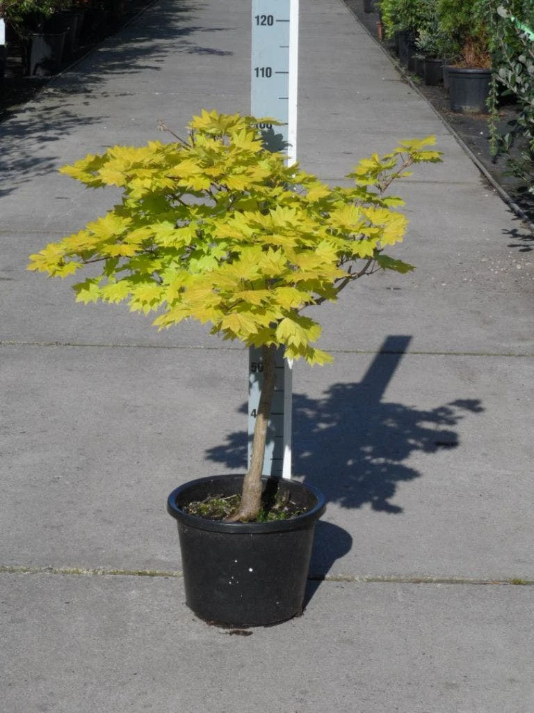 Japanse Esdoorn (Acer Shirasawanum 'Aureum') 12 Japanse Esdoorn (Acer Shirasawanum 'Aureum') - Afbeelding 10