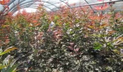 Japanse Esdoorn (Acer Palmatum 'Skeeter's Broom') 11 Japanse Esdoorn (Acer Palmatum 'Skeeter's Broom') -Tuinplanten Winkel acer skeeters broom