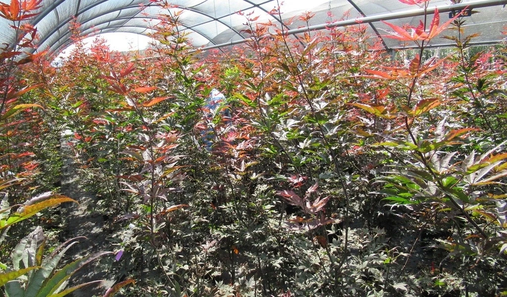 Japanse Esdoorn (Acer Palmatum 'Skeeter's Broom') 5 Japanse Esdoorn (Acer Palmatum 'Skeeter's Broom') - Afbeelding 3