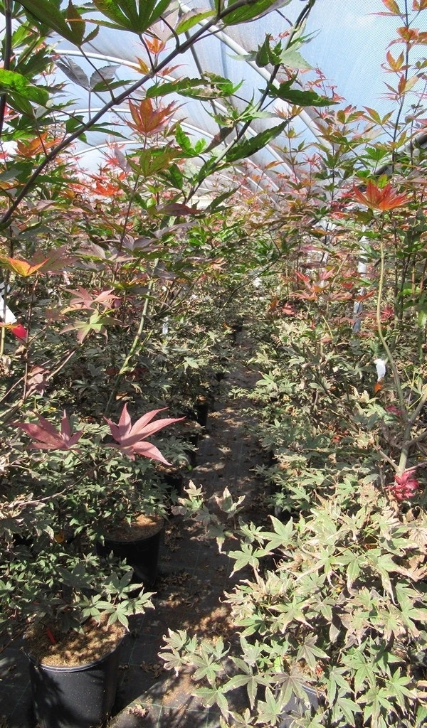 Japanse Esdoorn (Acer Palmatum 'Skeeter's Broom') 6 Japanse Esdoorn (Acer Palmatum 'Skeeter's Broom') - Afbeelding 4