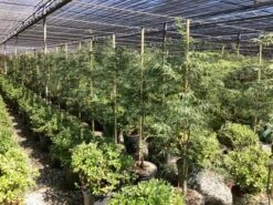 Japanse Esdoorn (Acer Palmatum 'Viridis') -Tuinplanten Winkel acer verdi palm. diss. viridis 3