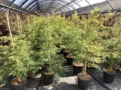 Japanse Esdoorn (Acer Palmatum 'Viridis') -Tuinplanten Winkel acer verdi palm. diss. viridis 4