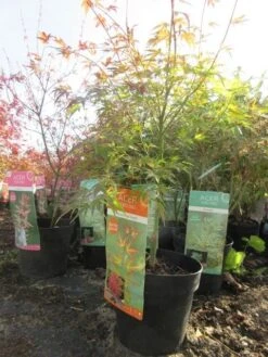 Japanse Esdoorn (Acer Palmatum 'Wilson's Pink Dwarf') -Tuinplanten Winkel acerpinkdwarf01