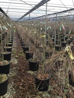 Japanse Esdoorn Op Stam (Acer Palmatum 'Ryusen') 8 Japanse Esdoorn Op Stam (Acer Palmatum 'Ryusen') -Tuinplanten Winkel acerryusen01