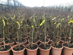 Japanse Esdoorn Op Stam (Acer Palmatum 'Ryusen') 9 Japanse Esdoorn Op Stam (Acer Palmatum 'Ryusen') -Tuinplanten Winkel acerryusen02