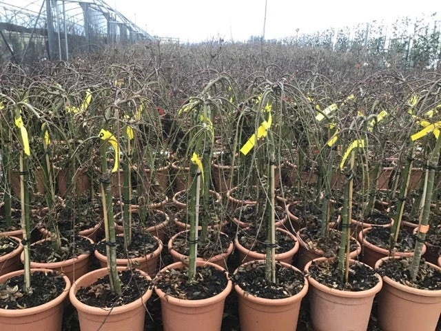 Japanse Esdoorn Op Stam (Acer Palmatum 'Ryusen') 5 Japanse Esdoorn Op Stam (Acer Palmatum 'Ryusen') - Afbeelding 3