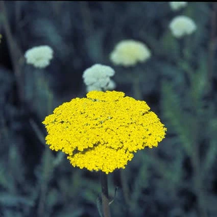 Duizendblad (Achillea Filipendulina 'Parker's Variety') 5 Duizendblad (Achillea Filipendulina 'Parker's Variety') - Afbeelding 3