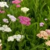 Duizendblad (Achillea 'Summer Pastels') -Tuinplanten Winkel achillea summer pastels