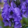 Monnikskap (Aconitum Carmichaelii 'Arendsii') BIO 1 Monnikskap (Aconitum Carmichaelii 'Arendsii') BIO -Tuinplanten Winkel aconitum arendsii 13 1