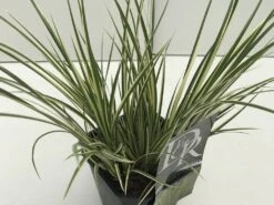 Bonte Kalmoes (Acorus Argenteostriatus)