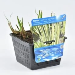 Bonte Kalmoes (Acorus Calamus 'Variegata') -Tuinplanten Winkel acorus calamus variegata. 18x18 20180403184025