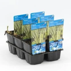 Bonte Kalmoes (Acorus Calamus 'Variegata') -Tuinplanten Winkel acorus calamus variegata 20180321210821