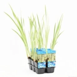 Bonte Kalmoes (Acorus Calamus 'Variegata') -Tuinplanten Winkel acorus calamus variegata t