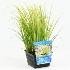 Dwergkalmoes (Acorus Gramineus 'Ogon') -Tuinplanten Winkel acorus gramineus ogon 18x18 20180510100455