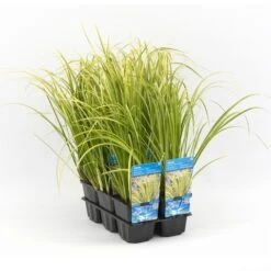 Dwergkalmoes (Acorus Gramineus 'Ogon') -Tuinplanten Winkel acorus gramineus ogon 20180321210932