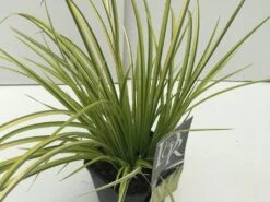 Dwergkalmoes (Acorus Gramineus 'Ogon')