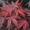 Japanse Esdoorn (Acer Palmatum 'Atropurpureum')