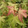 Japanse Esdoorn (Acer Palmatum 'Katsura') -Tuinplanten Winkel acpkatsu 1