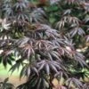 Japanse Esdoorn (Acer Palmatum 'Trompenburg') -Tuinplanten Winkel acptromp 5