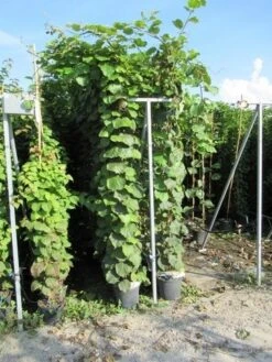 Kiwiplant (Actinidia 'Jenny') -Tuinplanten Winkel actinidia