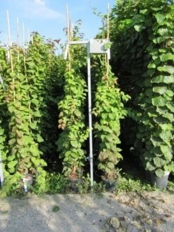 Kiwiplant (Actinidia 'Jenny') -Tuinplanten Winkel actinidia 2