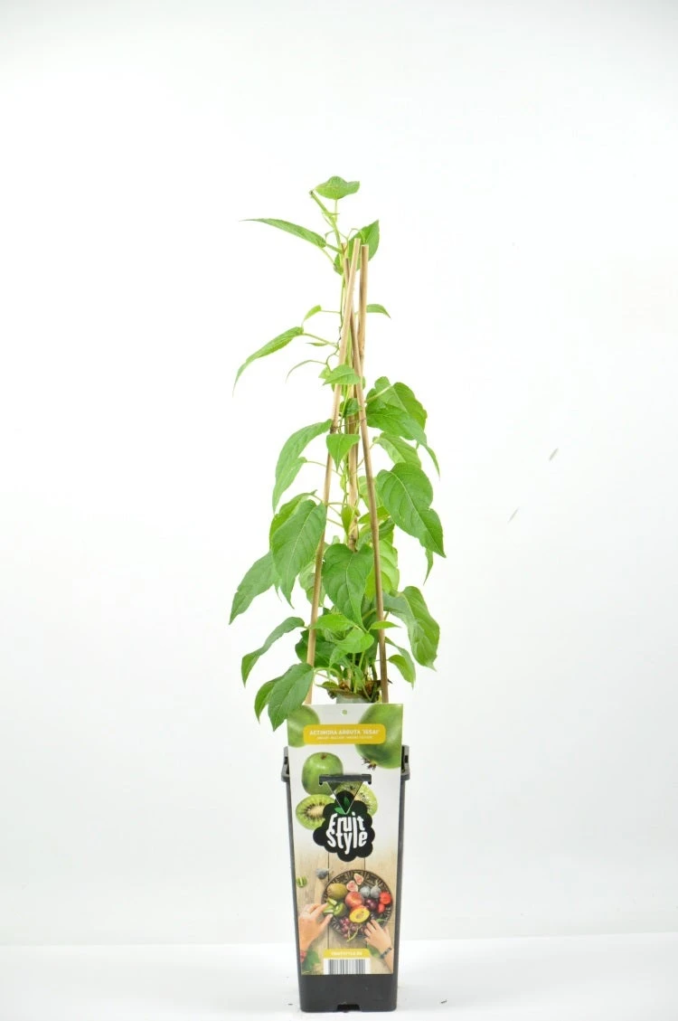 Mini-Kiwi (Actinidia Arguta 'Weiki'(M)) 3 Mini-Kiwi (Actinidia Arguta 'Weiki'(M))