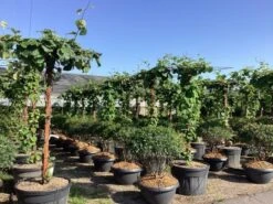 Kiwiplant Als Dakboom (Actinidia Chinensis) 15 Kiwiplant Als Dakboom (Actinidia Chinensis) -Tuinplanten Winkel actinidia chinensis deliciosa