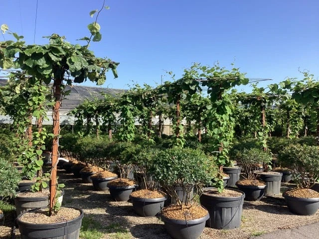 Kiwiplant Als Dakboom (Actinidia Chinensis) 9 Kiwiplant Als Dakboom (Actinidia Chinensis) - Afbeelding 7