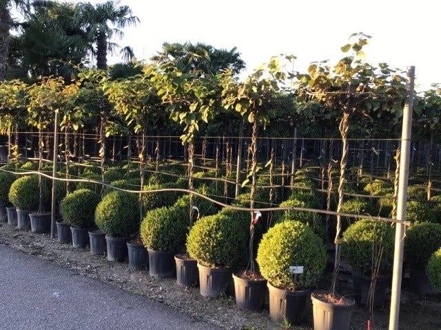 Kiwiplant Als Dakboom (Actinidia Chinensis) 5 Kiwiplant Als Dakboom (Actinidia Chinensis) - Afbeelding 3