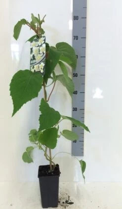 Kiwiplant (Actinidia 'Atlas') -Tuinplanten Winkel actinidia del. atlas 80 100 c2