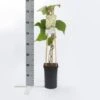 Kiwiplant (Actinidia 'Atlas') -Tuinplanten Winkel actinidia deliciosa atlas