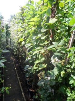 Kiwiplant (Actinidia 'Jenny') -Tuinplanten Winkel actinidia deliciosa jenny 200 250 c10
