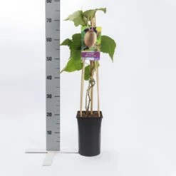 Kiwiplant (Actinidia 'Jenny') -Tuinplanten Winkel actinidia deliciosa jenny