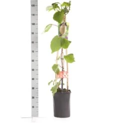 Kiwiplant (Actinidia 'Jenny') -Tuinplanten Winkel actinidia deliciosa jenny 1.00 1.25