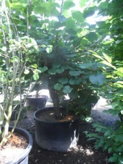 Kiwiplant (Actinidia 'Jenny') -Tuinplanten Winkel actinidia deliciosa struik oude stam c600