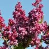 Sering (Syringa Vulgaris 'Adelaide Dunbar') -Tuinplanten Winkel adelaide dunbar