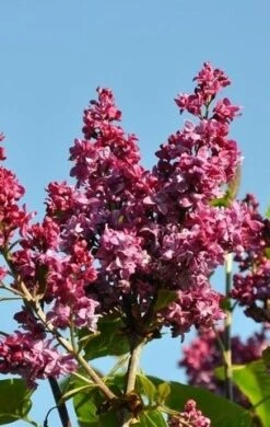 Sering (Syringa Vulgaris 'Adelaide Dunbar')