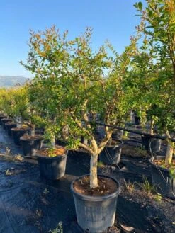 Granaatappel Als Solitair (Punica Granatum) -Tuinplanten Winkel aed72ac1 ffcb 410b 8ae2 1a7969aa5a9c