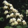 Witte Paardenkastanje (Aesculus Hippocastanum) -Tuinplanten Winkel aehippoc 14