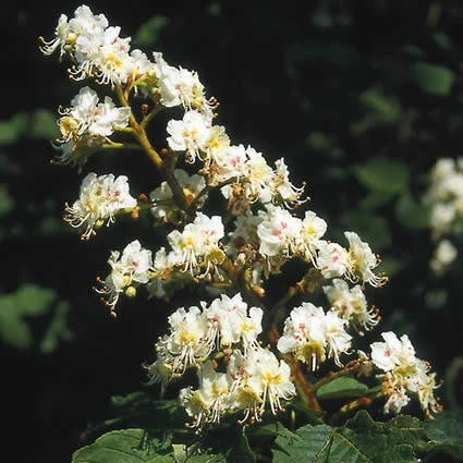 Witte Paardenkastanje (Aesculus Hippocastanum) 3 Witte Paardenkastanje (Aesculus Hippocastanum)