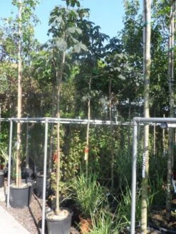 Kastanjeboom (Aesculus Carnea 'Briotii') -Tuinplanten Winkel aesculus carnea briottii 10 12ho cont