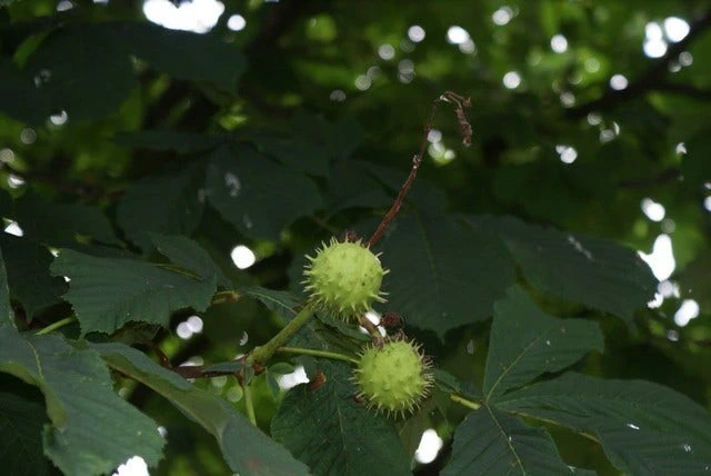 Witte Paardenkastanje (Aesculus Hippocastanum) 4 Witte Paardenkastanje (Aesculus Hippocastanum) - Afbeelding 2