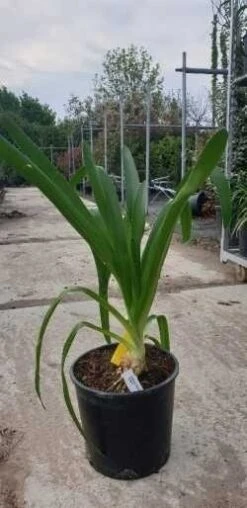 Afrikaanse Lelie (Agapanthus Umbellatus 'Albus') 9 Afrikaanse Lelie (Agapanthus Umbellatus 'Albus') -Tuinplanten Winkel agapanthus