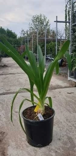 Afrikaanse Lelie (Agapanthus Umbellatus 'Albus') 5 Afrikaanse Lelie (Agapanthus Umbellatus 'Albus') - Afbeelding 3